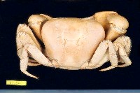 藏品(凶狠圓軸蟹)的圖片